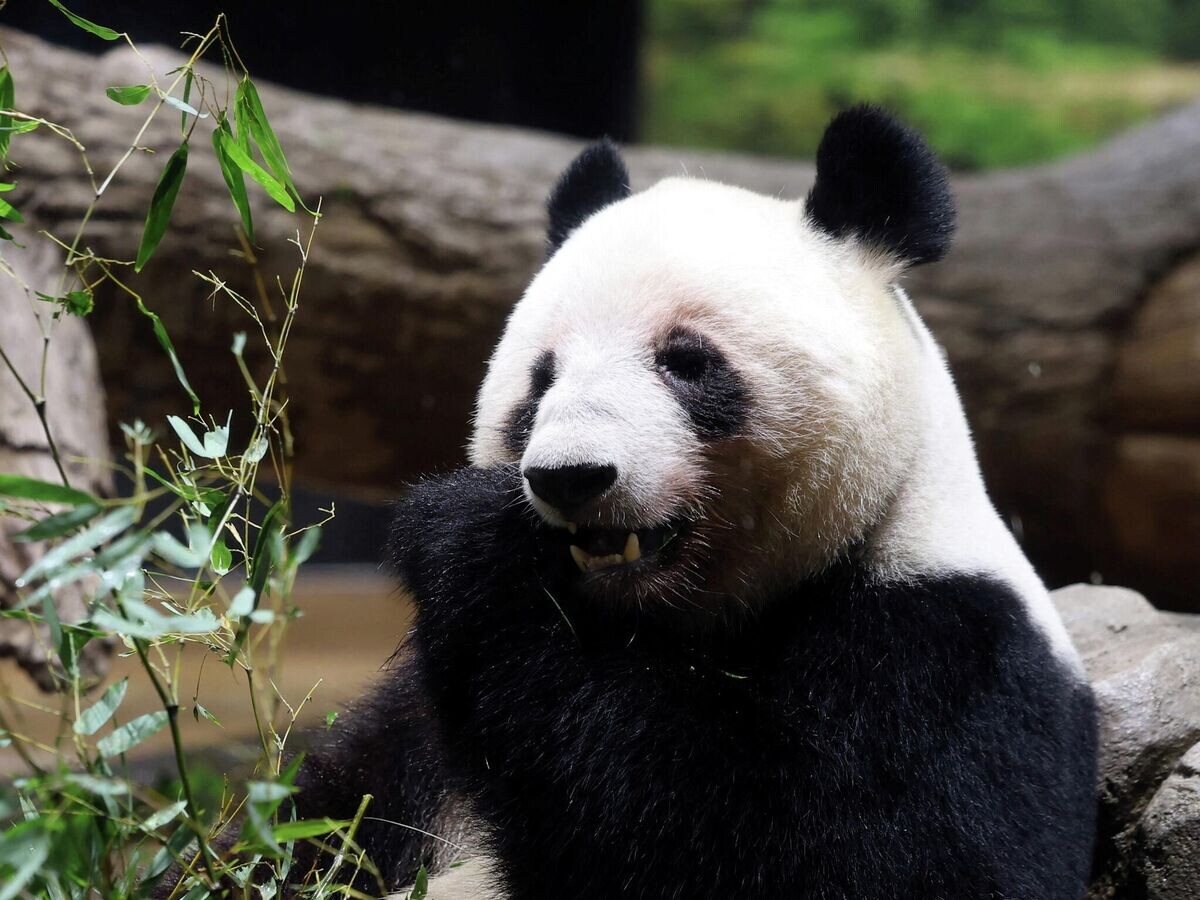    Самка панды Лэй-Лэй в зоопарке Уэно | © REUTERS / Issei Kato
