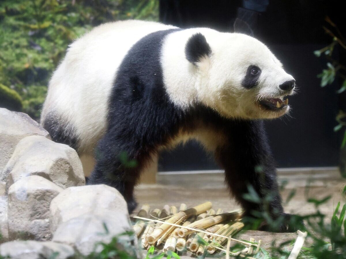    Самец панды Сяо-Сяо в зоопарке Уэно | © REUTERS / Issei Kato