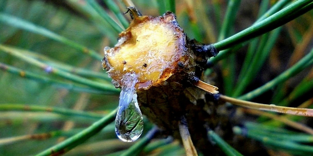 Живица – полезные свойства и применение для садовода