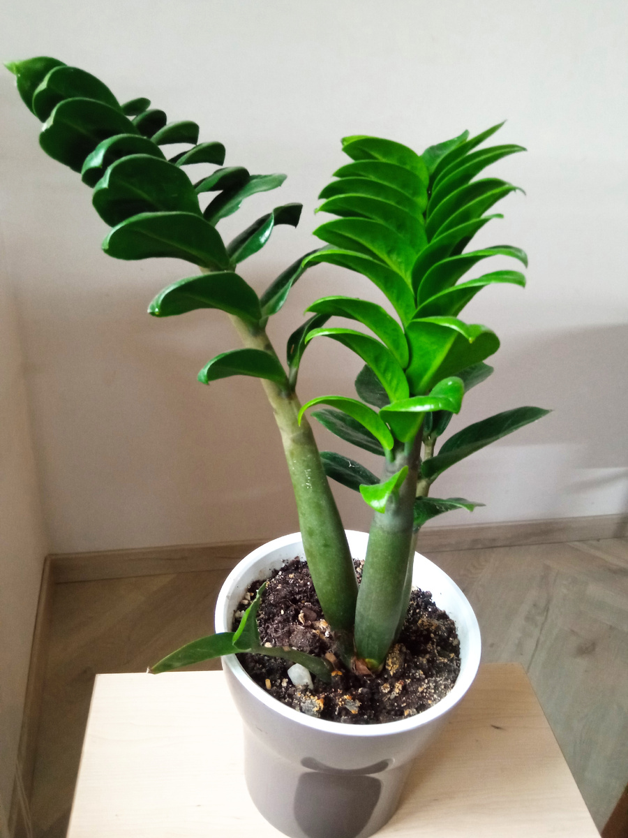 Это приземистый сорт Зензи