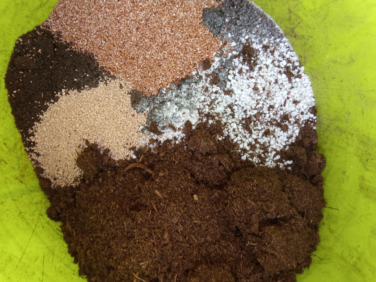 Это обычная смесь, которую я составляю для большинства растений, меняя пропорции под конкретное растение: нейтрализованный торф, гумус, диатомит, перлит, вермикулит, угля немного.