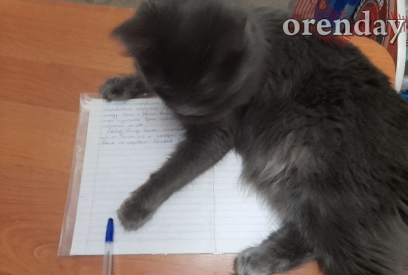 В ГД предложили сделать домашние задания менее обременительными для школьников