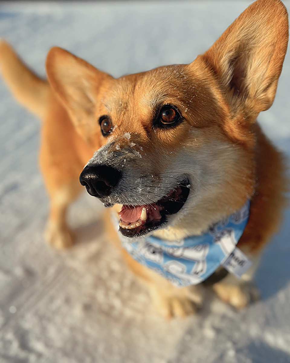 Язычок по вторникам от корги Бильбо