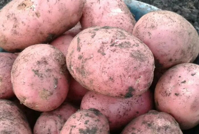 После такой подкормки картофеля аммиачной селитрой урожай крупных плодов увеличится в два раза