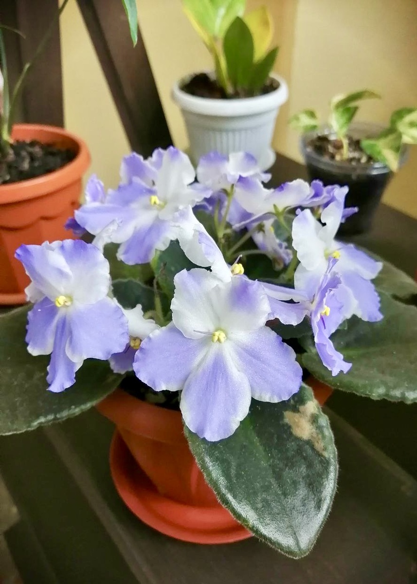 Та самая фиалка с которой всё началось.