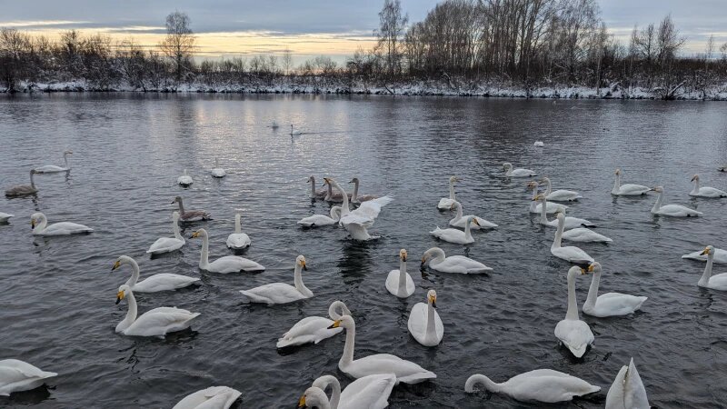     Туристы встретились с зимующими лебедями-кликунами. Анастасия Панченко