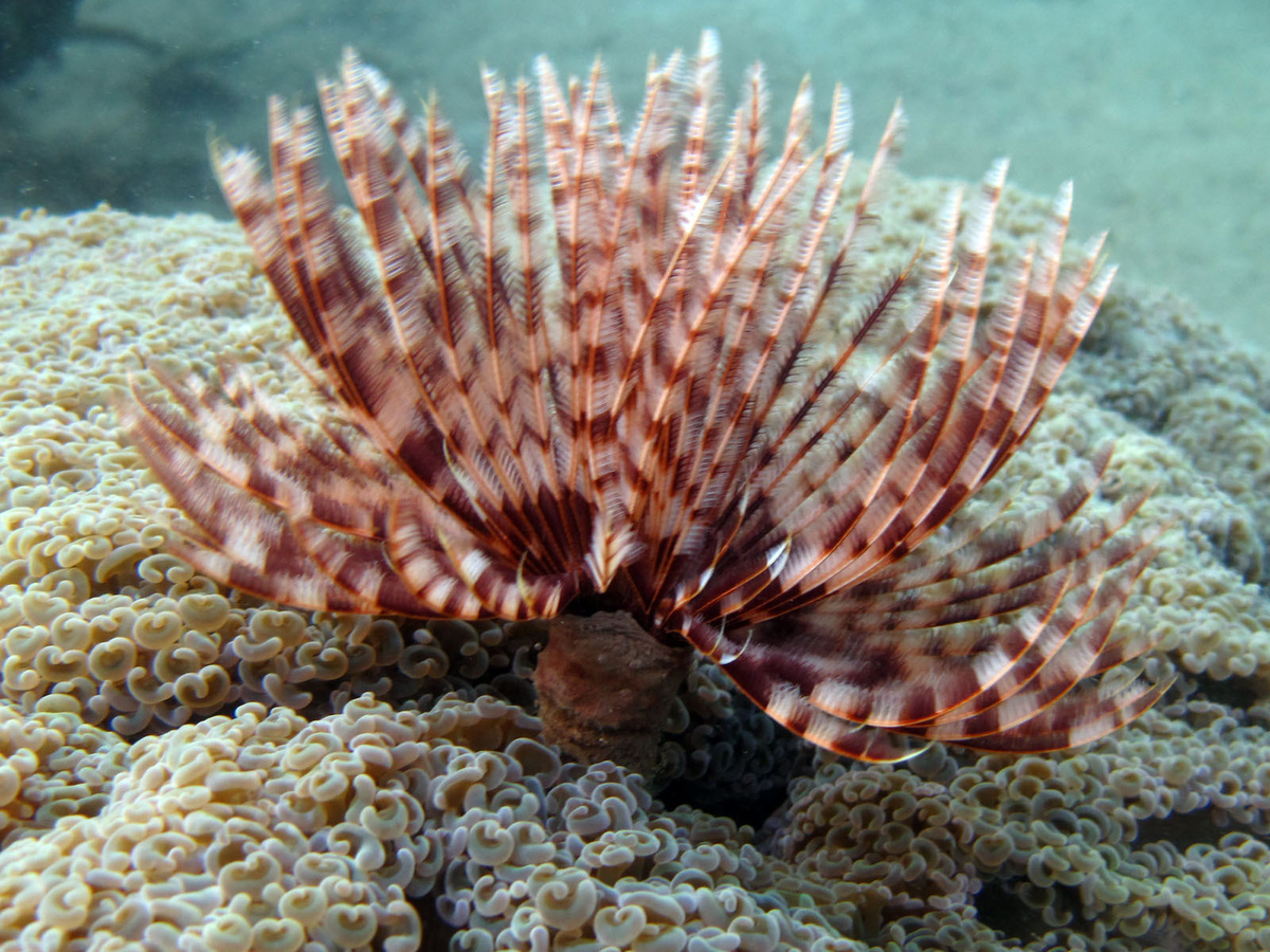 «Инопланетный» веер сабелластарты в ожидании добычи.