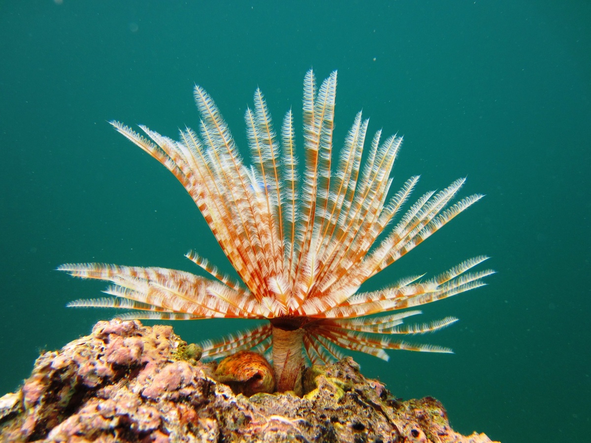 Трубка червя надежно крепится к камням, защищая мягкое тело хозяина.