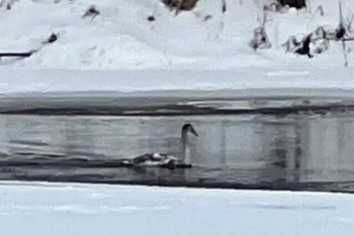    Минприроды Оренбуржья прокомментировало инцидент с лебедем на реке