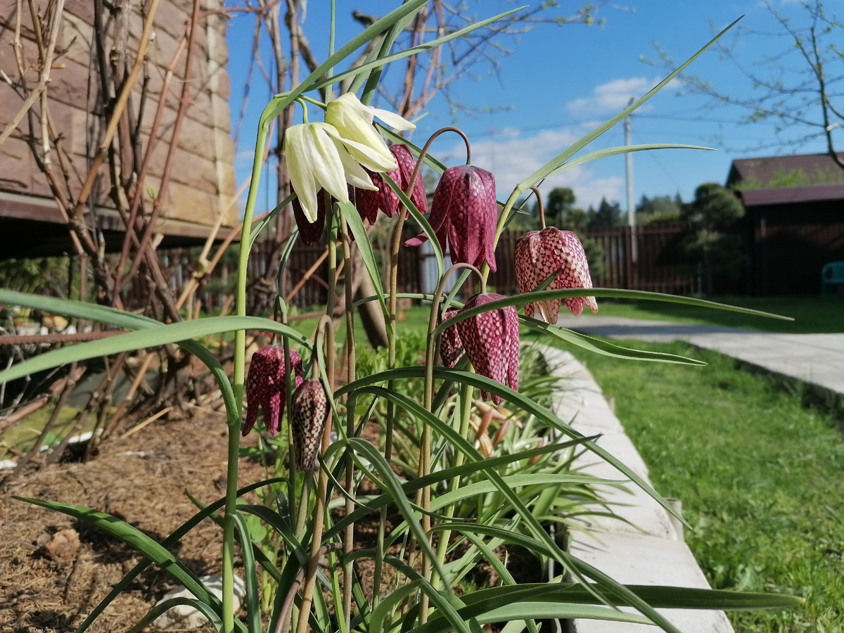 Рябчик шахматный или Фритилария Мелеагрис (Fritillária meleágris) в нашем саду на даче. Фото автора @Маша Генералова