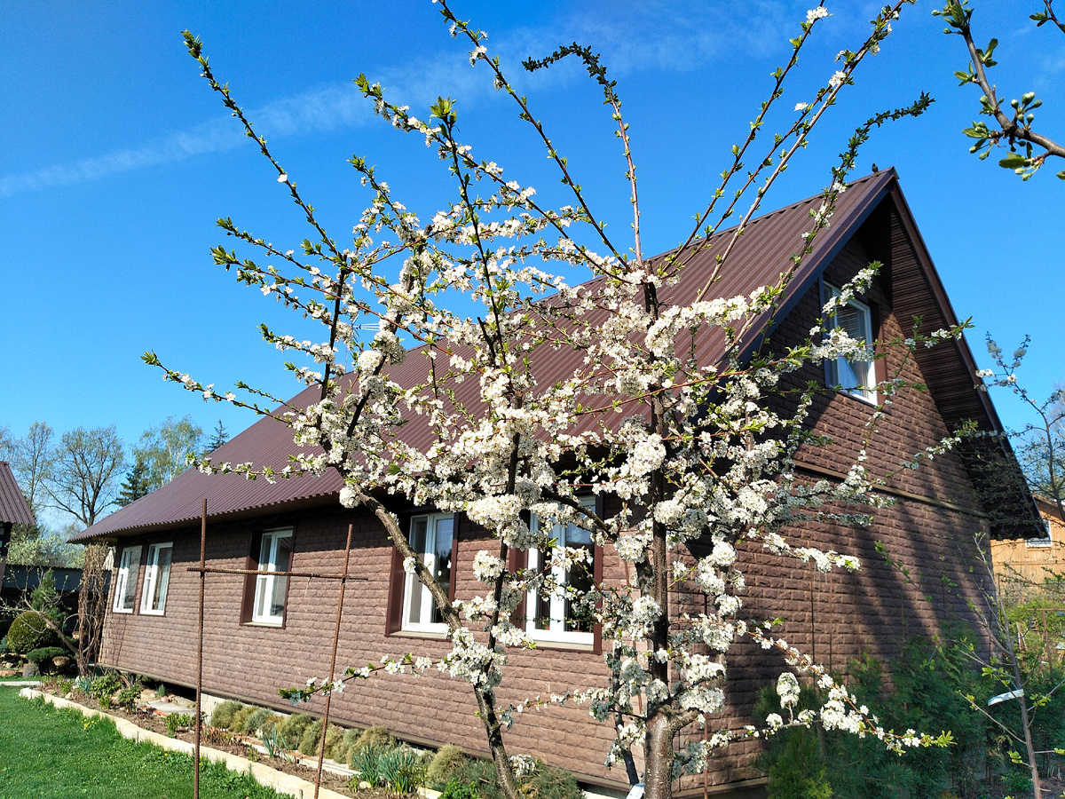 Наш дачный домик весной 2025. Цветут алычи. Фото автора @Маша Генералова