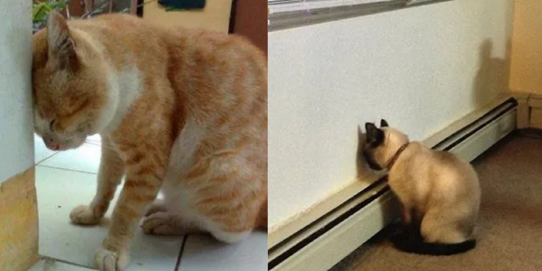 Кошка уткнулась в стену: почему стоит насторожиться