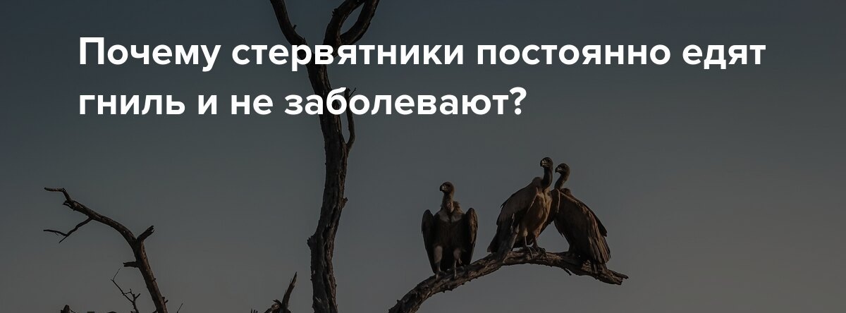 Почему стервятники постоянно едят гниль и не заболевают?