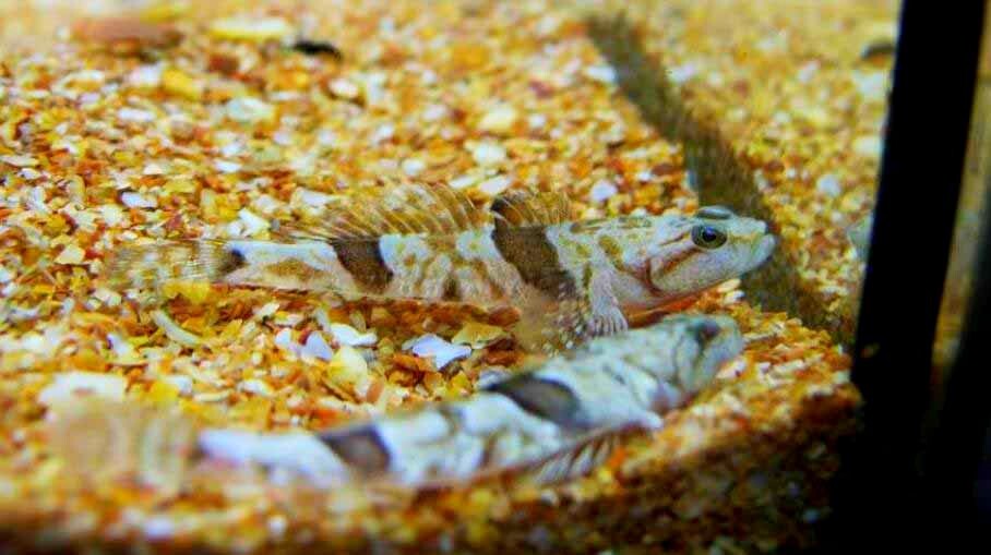 Каспиосома.