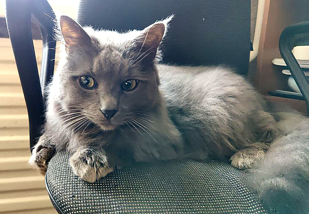 ФОТО: Т. Александрова. Кот Гром очень молчалив, но "ходить хвостиком" любит. 