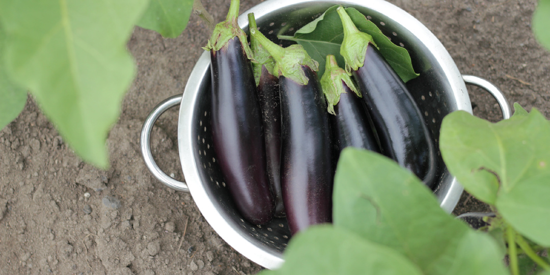 Когда сеять баклажаны на рассаду: простая формула