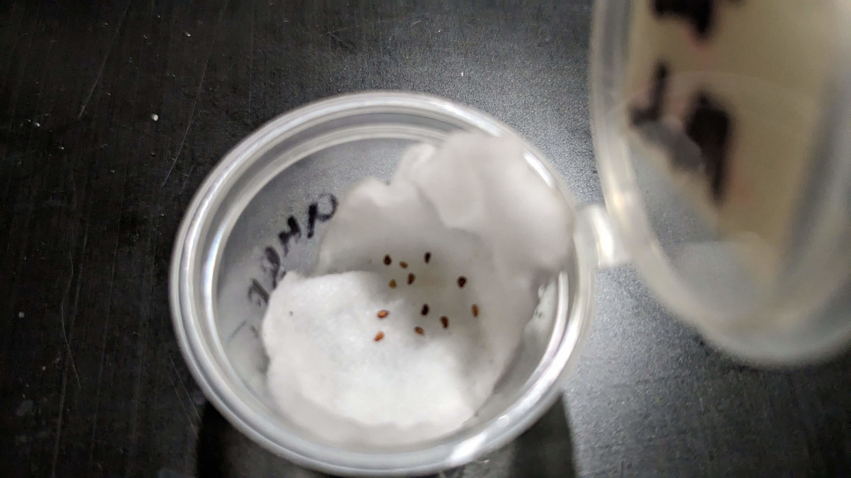 1 способ: замоченные семена на ватном диске ставят в холодильник при +2...+4 градусах