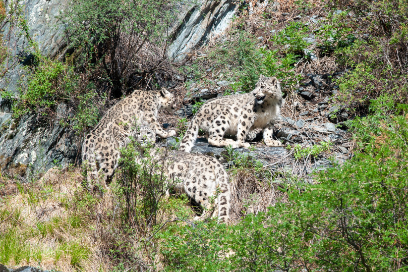 Семья ирбисов в Саяно-Шушенском заповеднике. Фото: Роман Афанасьев, участник фотоконкурса РГО «Самая красивая страна»