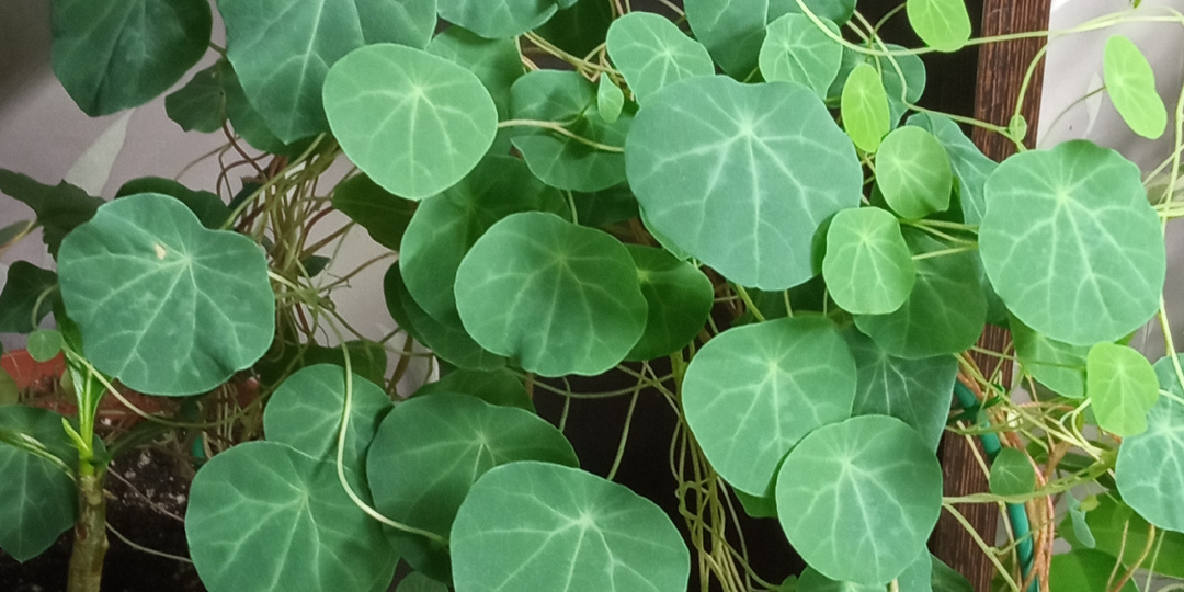 Что растет в квартире? Часть 10.