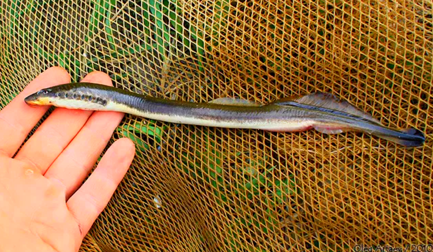 Украинская минога.