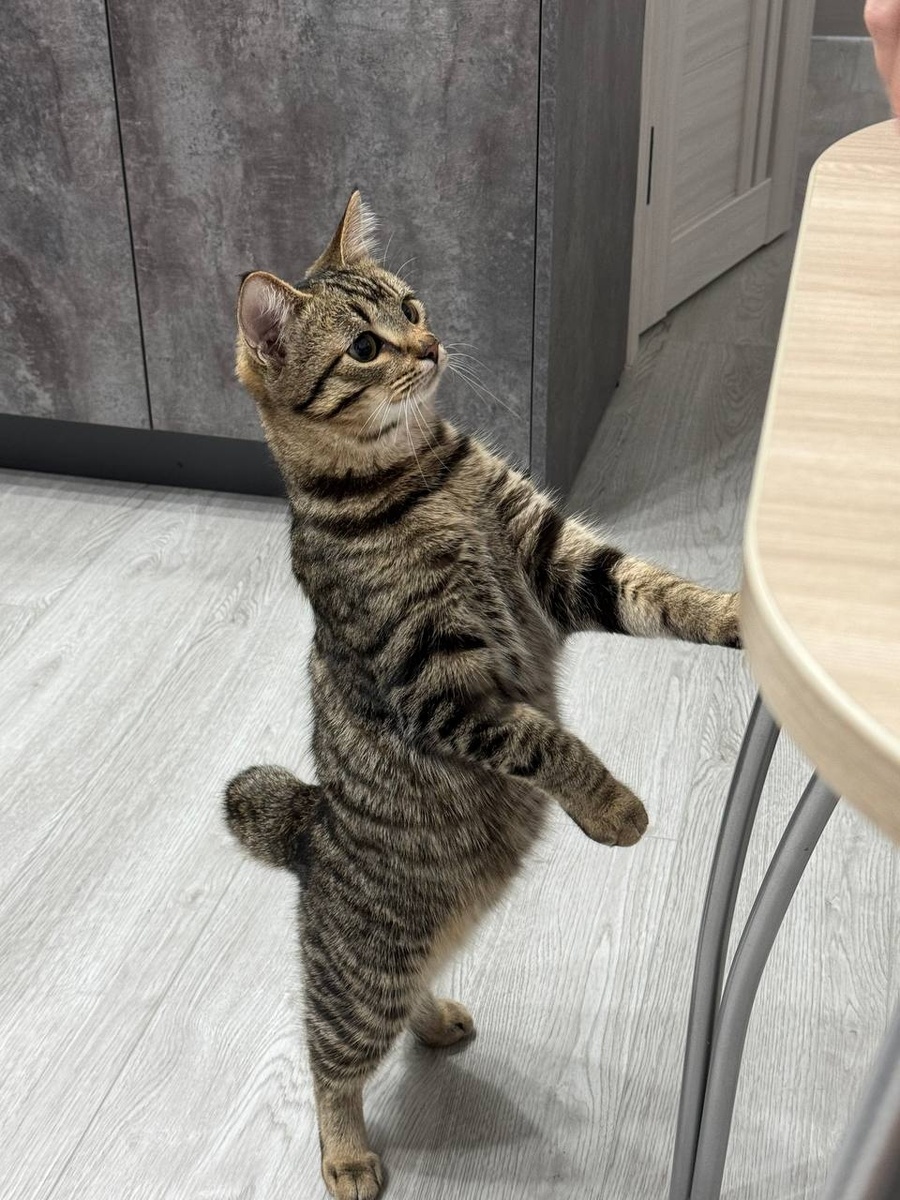 Жизнь Ремми началась с предательства, теперь стал центром целой вселенной для своей новой семьи!