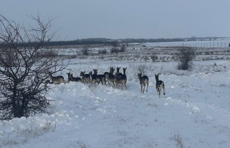    Фото ТГ-канала минприроды РО Татьяна Пшеничная