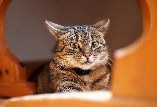 Фото из Интернета. 