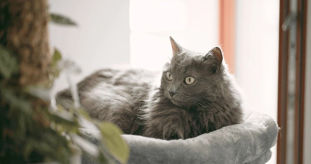 Особенности кошачьего мышления: что нужно знать человеку