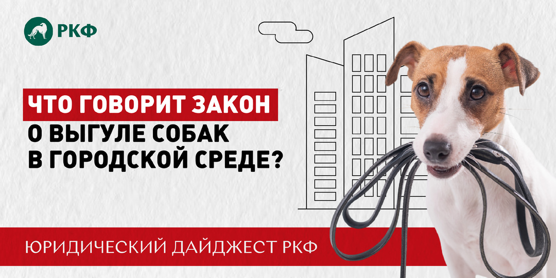 Что говорит закон о выгуле собак в городской среде?
