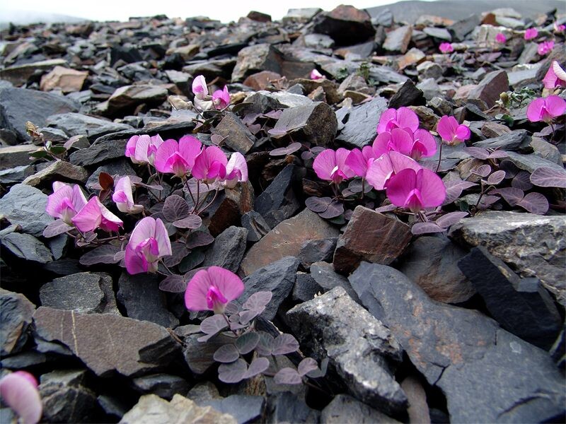 Растения вавиловии прекрасной. Источник: Александр Иванов