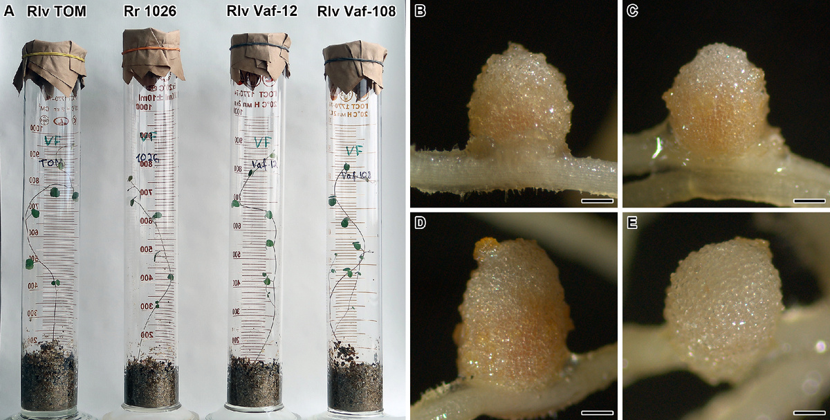 Растения и клубеньки вавиловии прекрасной. Источник: Анастасия Кимеклис