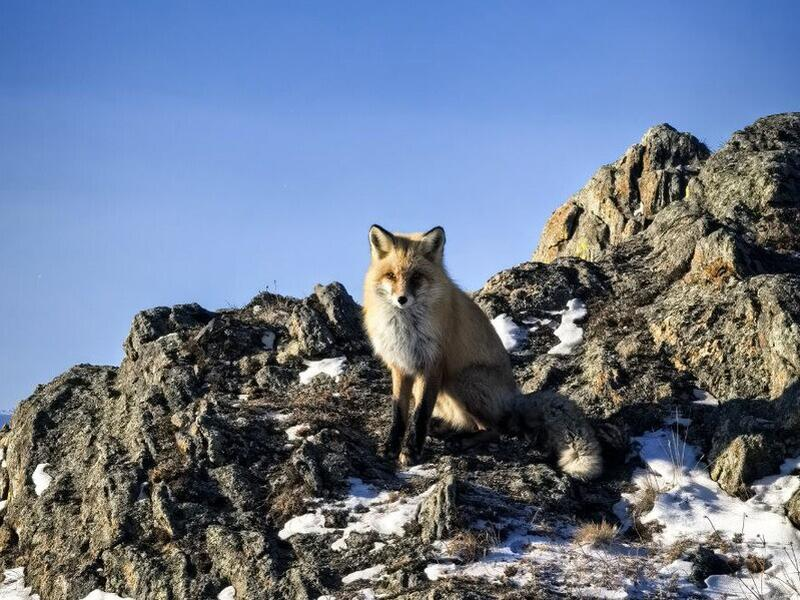 © Фото: Дмитрий Верхозин | «Заповедное Прибайкалье»