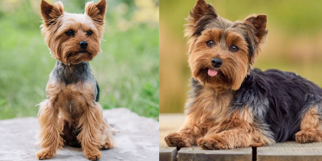 Прежде чем заводить йорка: 10 важных особенностей породы