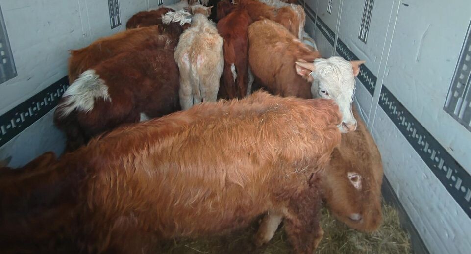    Пресс-служба Россельхознадзора Иркутской области