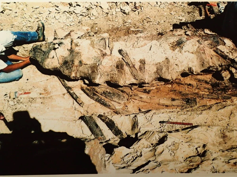 Фото с раскопок теуэльчезавра