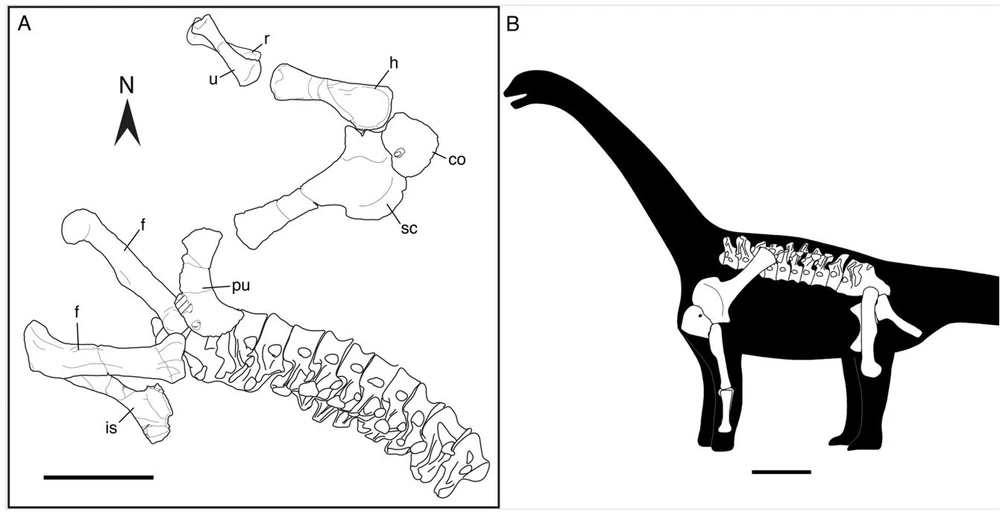 Остатки теуэльчезавра
