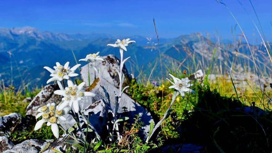 Серебристо-белые соцветия диаметром 5 см окружены зелеными листьями с белым войлоком. На переднем плане — капли росы, превращающиеся в бриллианты в солнечных лучах. Координаты: 43°15′30″ с.ш. 42°45′15″ в.д. Высота растения — 15 см. Возраст цветка — 7 лет (эдельвейс цветет только на 7-8 год жизни).