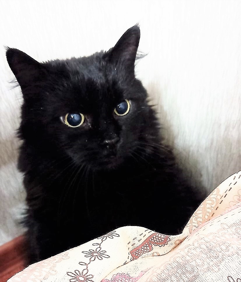 Благодарю НАТАЛЬЮ за фото Кеши)