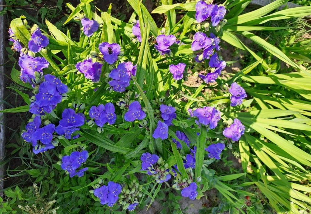  Традесканция садовая