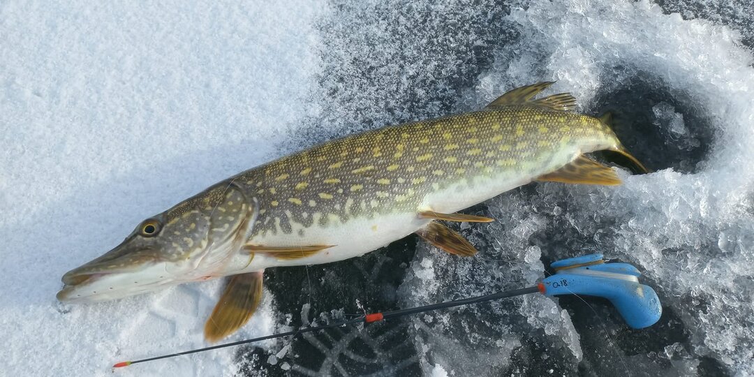 Охота на зимнего хищника: эффективная тактика ловли на жерлицу