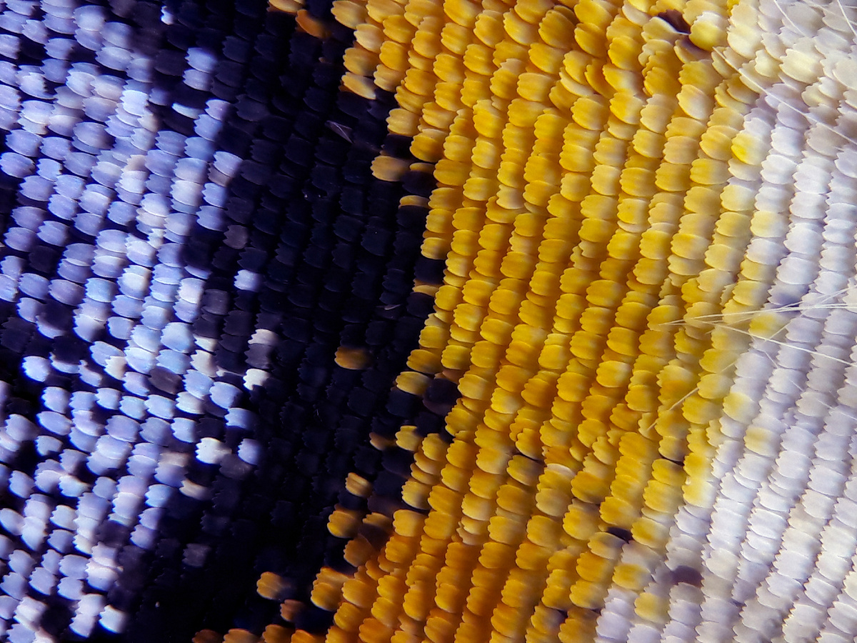 Крыло бабочки