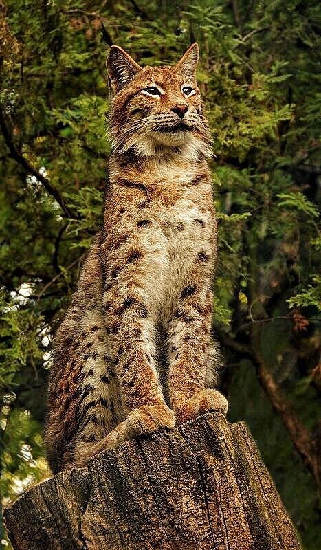 Фото из интернета