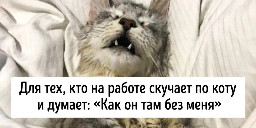 16 питомцев, которые выиграли эту жизнь