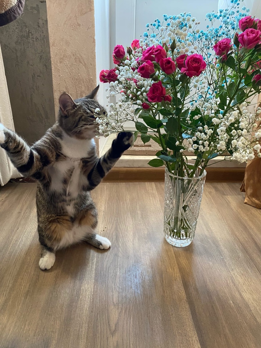 Коты обычно не равнодушны ко всему произрастающему