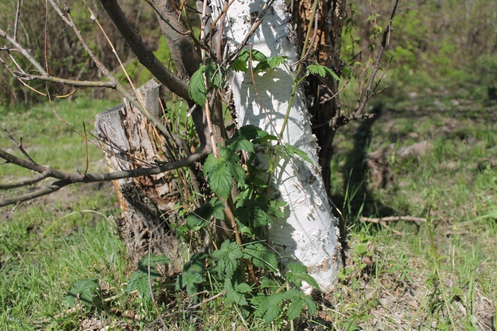  Хмель в дикой природе