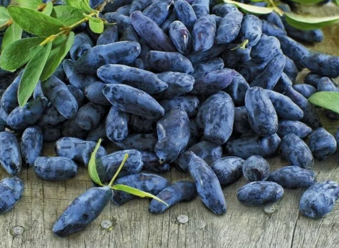 Полное руководство по подкормке жимолости для рекордного урожая.