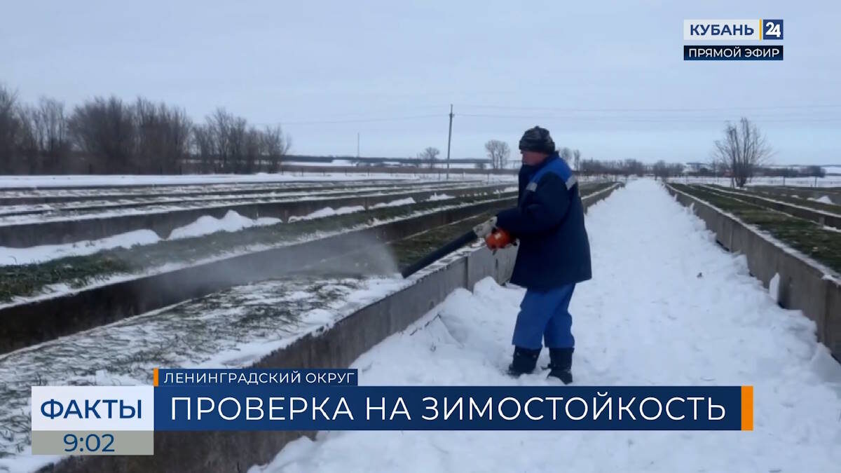    Скриншот видео телеканала «Кубань 24»