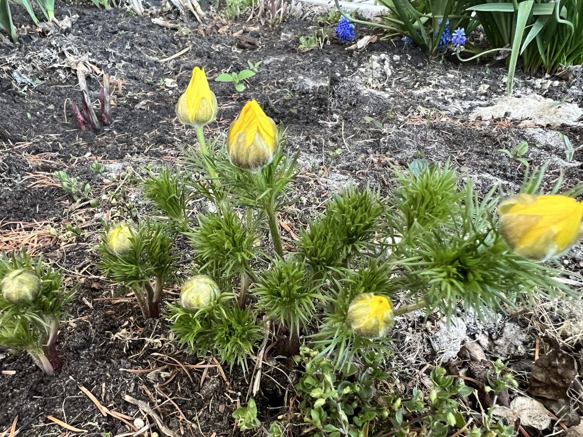 Адонис весенний