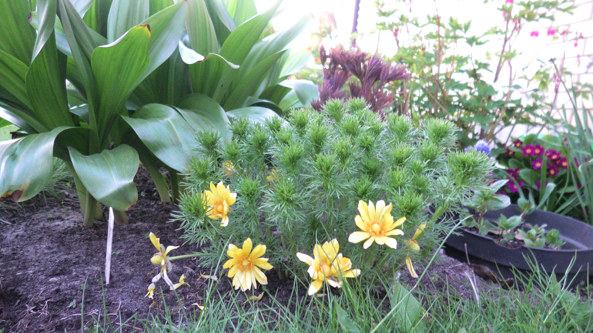 Адонис весенний