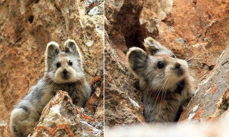 Илийская пищуха из гор Тянь Шань